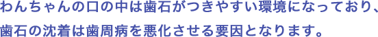 わんちゃんの口の中は歯石がつきやすい環境になっており、歯石の沈着は歯周病を悪化させる要因となります。